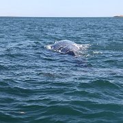 IMG 0001 2 (239)